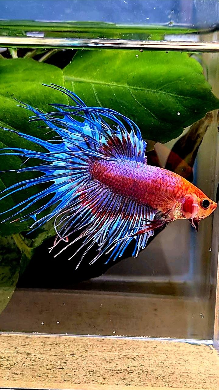 CROWNTAIL FANCY MULTICOLORBETTA FISH