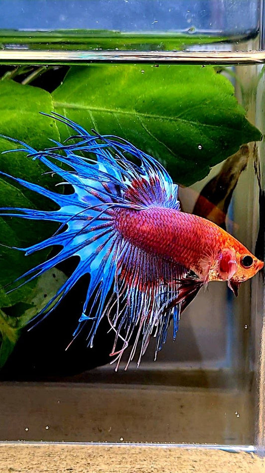 CROWNTAIL FANCY MULTICOLORBETTA FISH