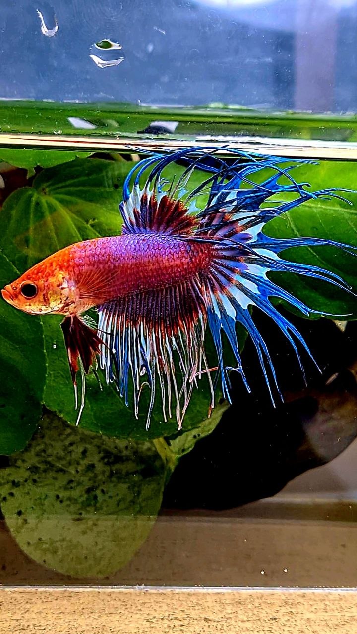 CROWNTAIL FANCY MULTICOLORBETTA FISH