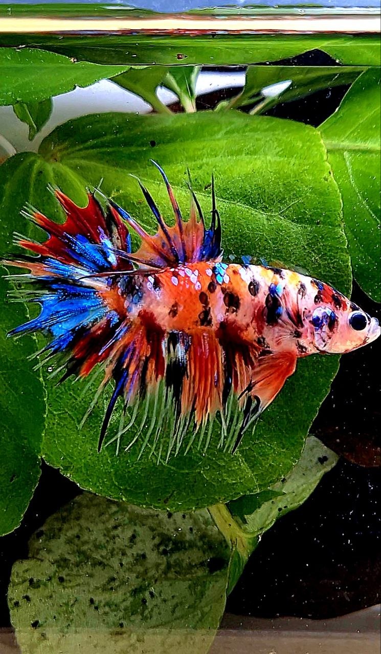 CROWNTAIL ORANGE KOI TIGER MULTICOLOR BETTA FISH