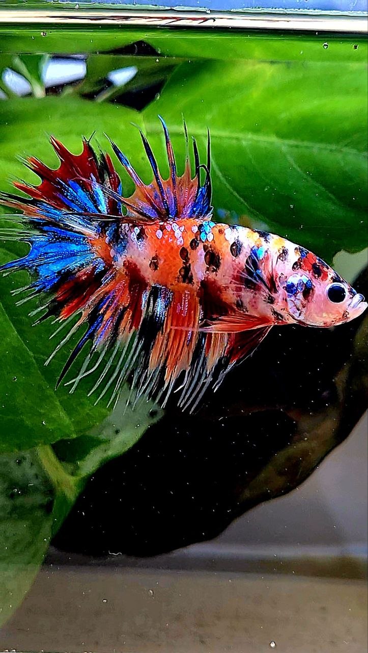 CROWNTAIL ORANGE KOI TIGER MULTICOLOR BETTA FISH