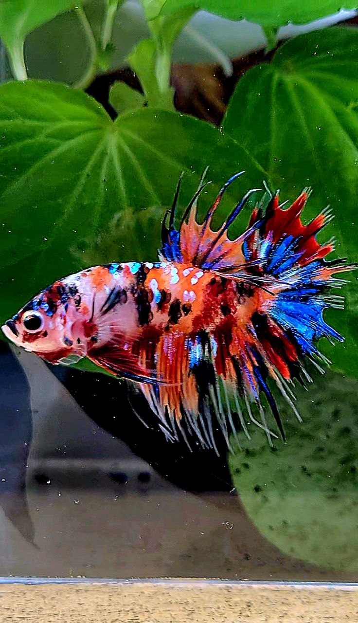 CROWNTAIL ORANGE KOI TIGER MULTICOLOR BETTA FISH