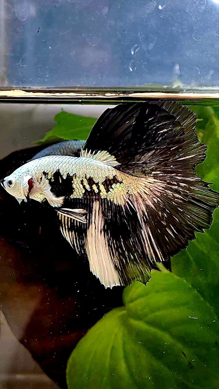 LUXURY HALFMOON ROSETAIL BLACK MAMBA SNOW SAMURAI PATTERN UNIQUE BETTA FISH
