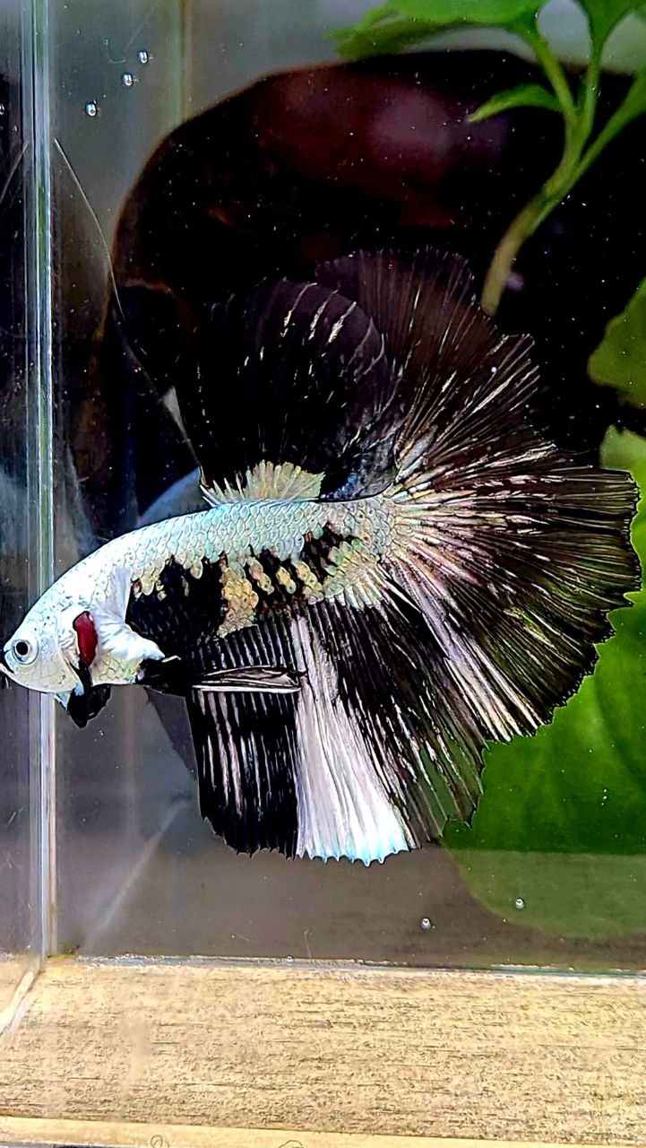 LUXURY HALFMOON ROSETAIL BLACK MAMBA SNOW SAMURAI PATTERN UNIQUE BETTA FISH