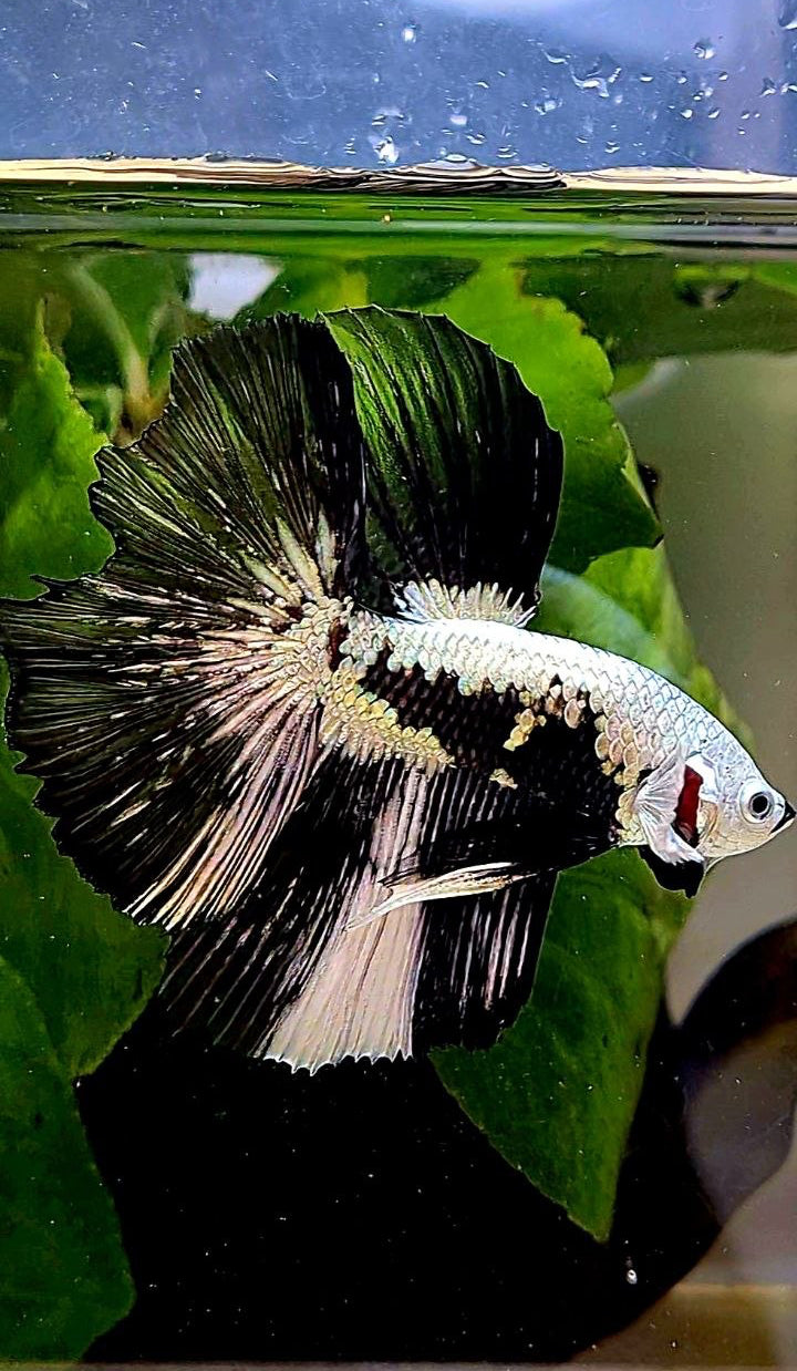 LUXURY HALFMOON ROSETAIL BLACK MAMBA SNOW SAMURAI PATTERN UNIQUE BETTA FISH
