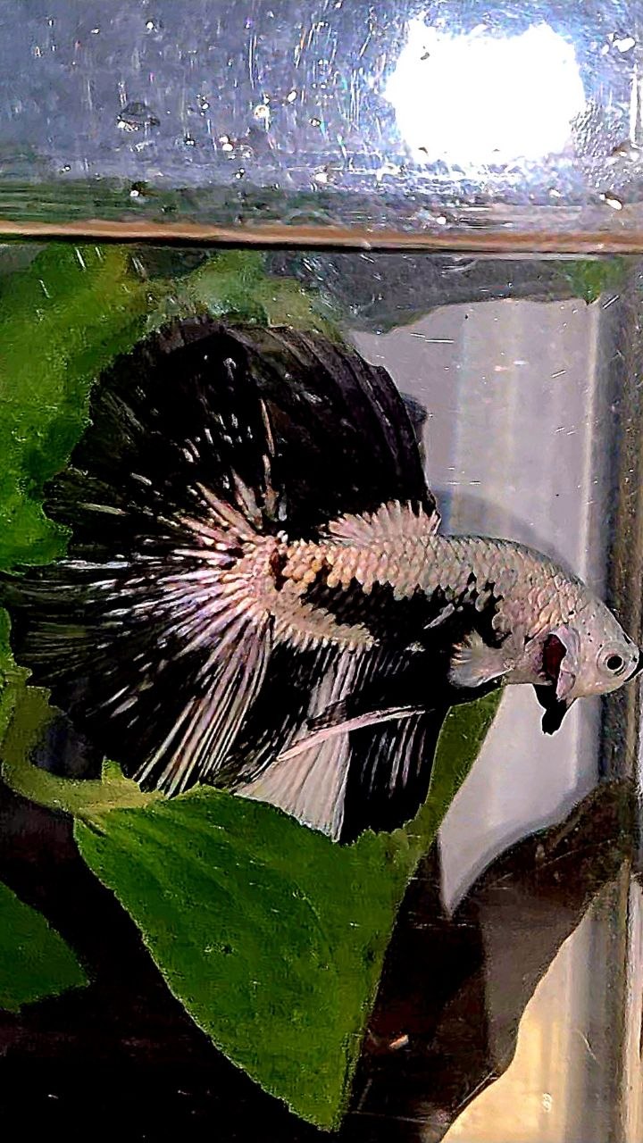 LUXURY HALFMOON ROSETAIL BLACK MAMBA SNOW SAMURAI PATTERN UNIQUE BETTA FISH