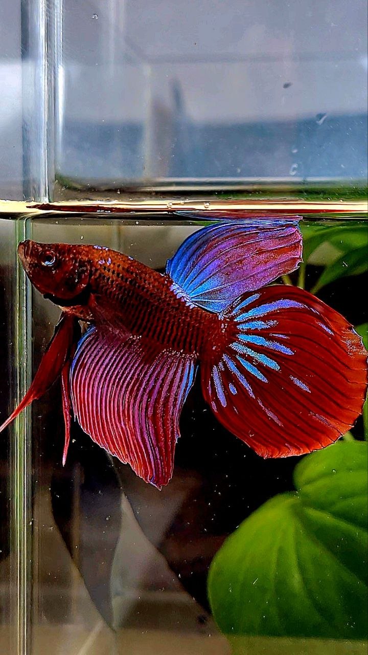VEILTAIL RED PURPLE GALAXY EMERALD BETTA FISH