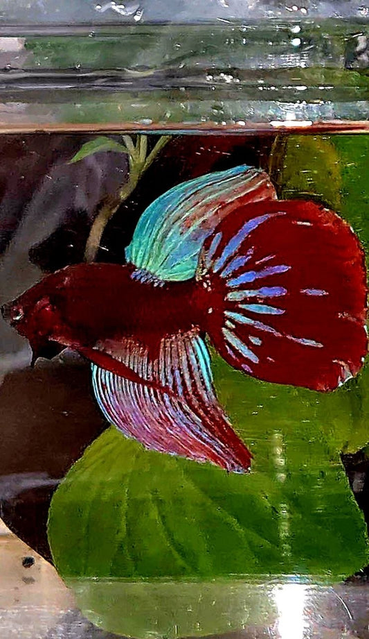 VEILTAIL RED PURPLE GALAXY EMERALD BETTA FISH