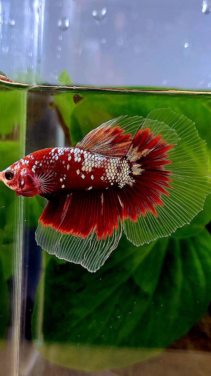 HALFMOON RED GOLD GALAXY RGG BETTA FISH