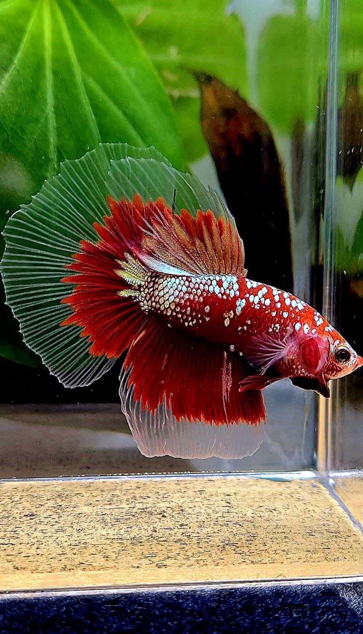HALFMOON RED GOLD GALAXY RGG BETTA FISH