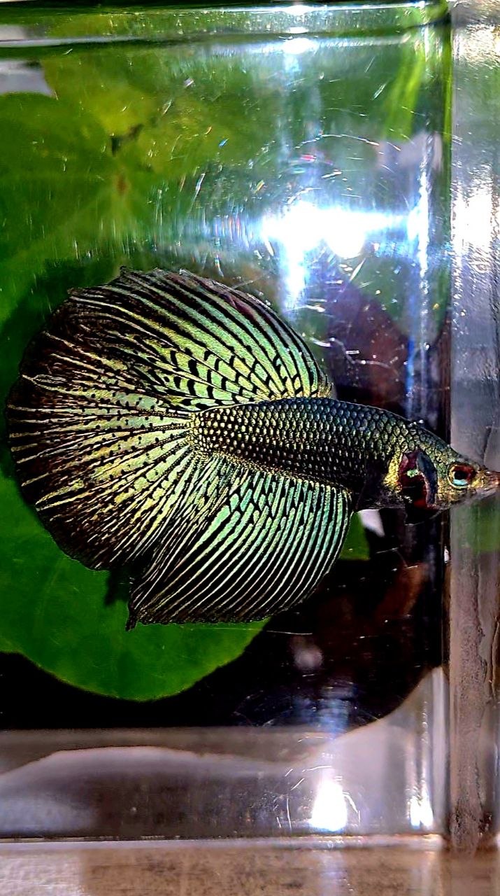LUXURY HALFMOON ALIEN GREEN BLUE HYBRID WILD BETTA FISH