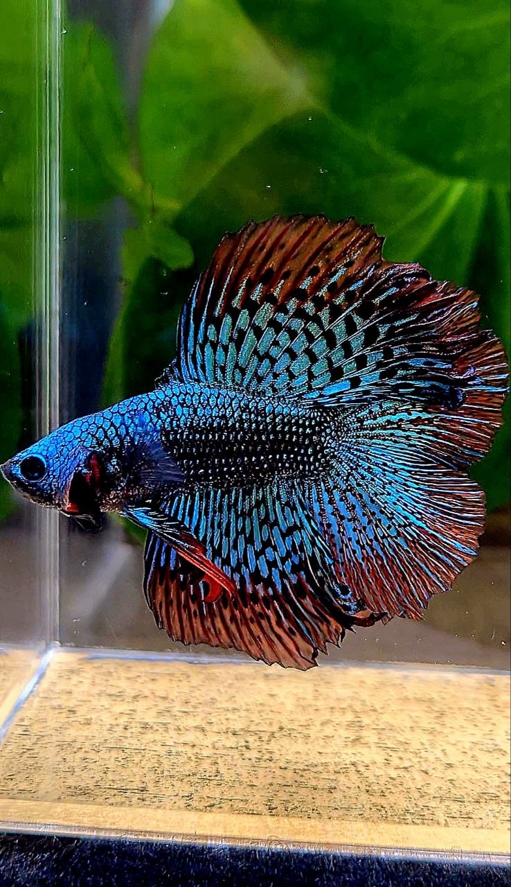 LUXURY HALFMOON DOUBLE TAIL ALIEN GREEN BLUE HYBRID WILD BETTA FISH