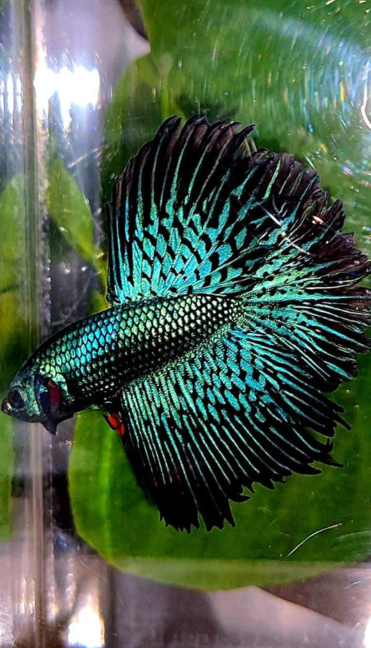 LUXURY HALFMOON ROSETAIL ALIEN GREEN BLUE HYBRID WILD BETTA FISH