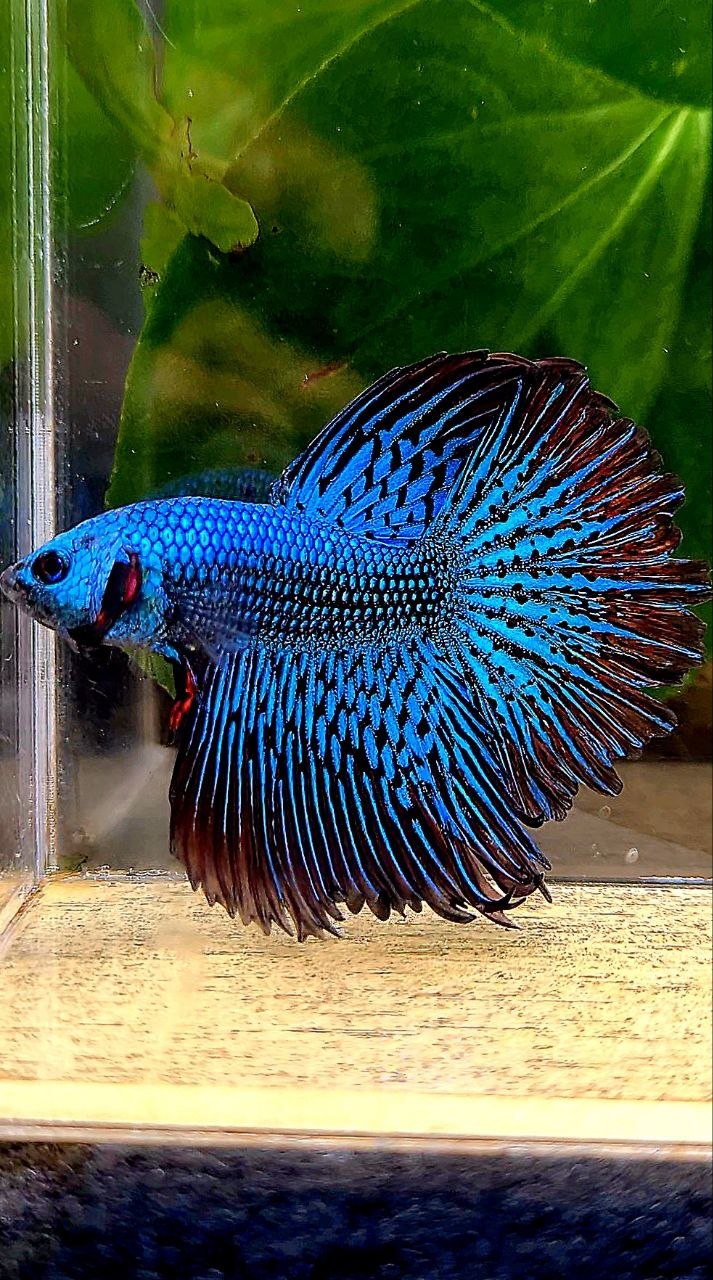 LUXURY HALFMOON ROSETAIL ALIEN GREEN BLUE HYBRID WILD BETTA FISH