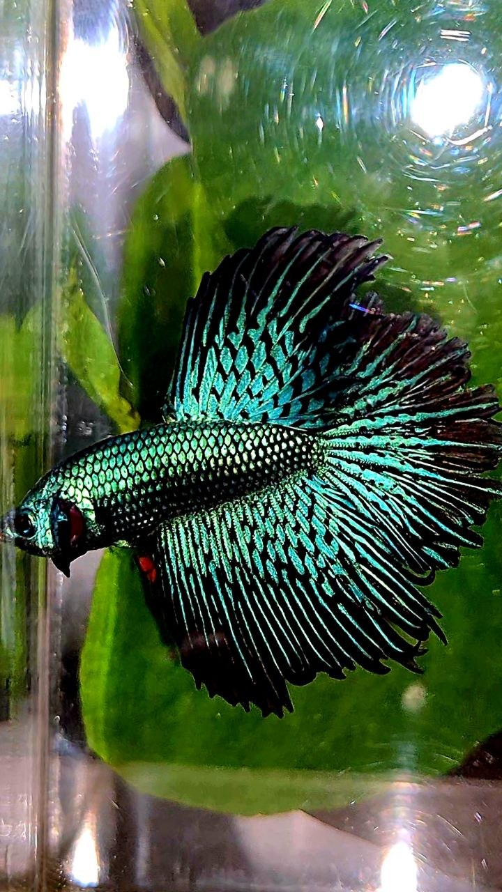 LUXURY HALFMOON ROSETAIL ALIEN GREEN BLUE HYBRID WILD BETTA FISH