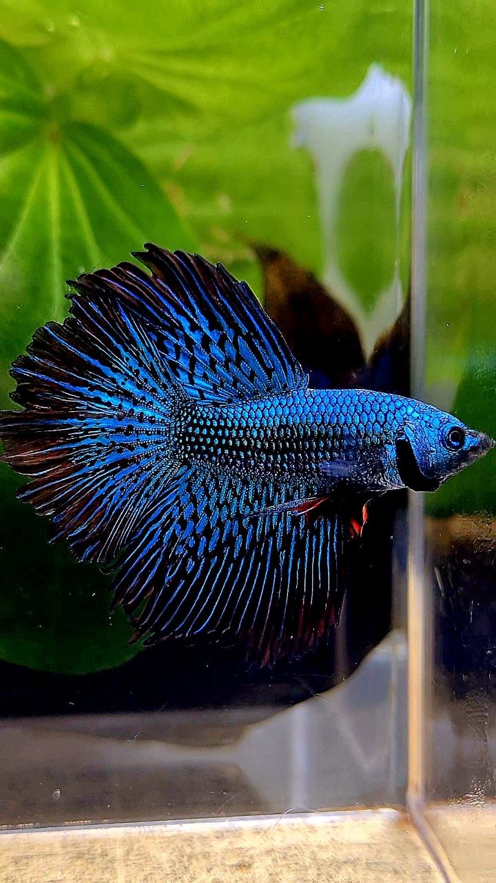 LUXURY HALFMOON ROSETAIL ALIEN GREEN BLUE HYBRID WILD BETTA FISH