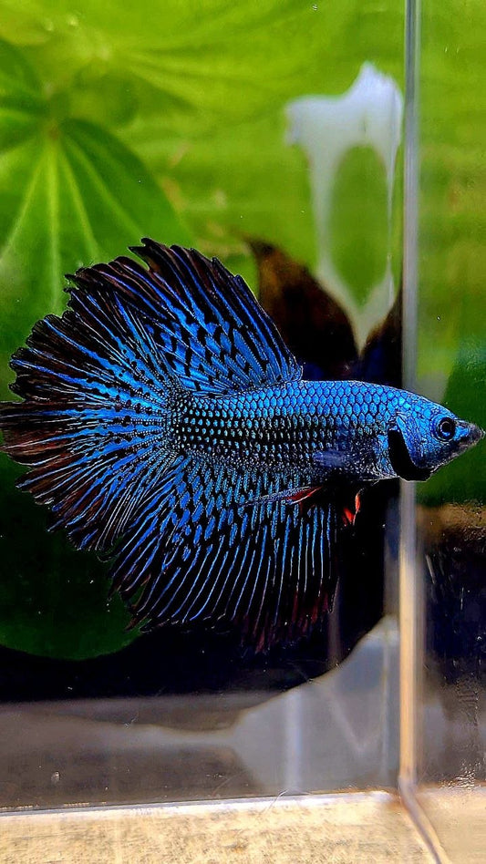 LUXURY HALFMOON ROSETAIL ALIEN GREEN BLUE HYBRID WILD BETTA FISH