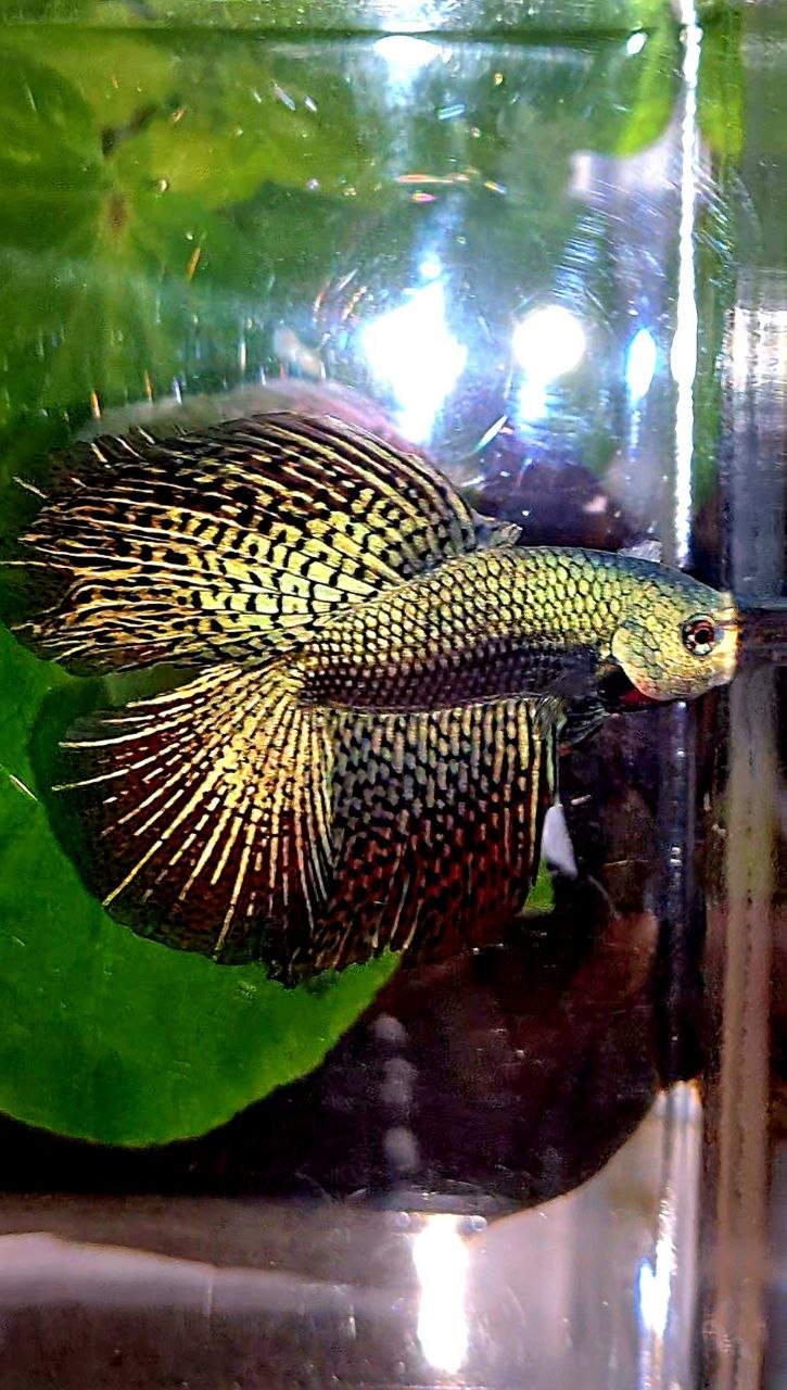 LUXURY HALFMOON DOUBLE TAIL ALIEN GREEN BLUE HYBRID WILD BETTA FISH