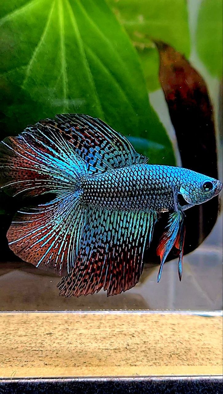 LUXURY HALFMOON DOUBLE TAIL ALIEN GREEN BLUE HYBRID WILD BETTA FISH