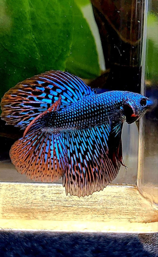 LUXURY HALFMOON DOUBLE TAIL ALIEN GREEN BLUE HYBRID WILD BETTA FISH