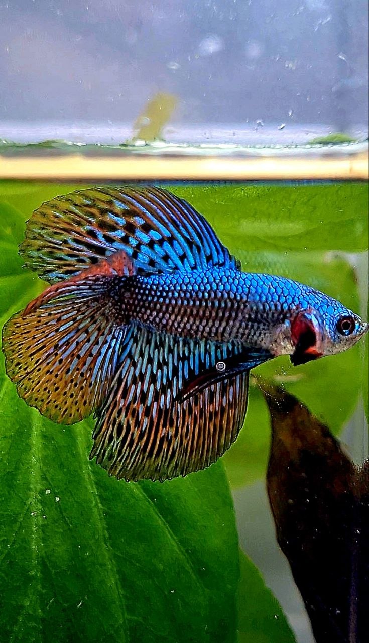 LUXURY HALFMOON DOUBLE TAIL ALIEN GREEN BLUE HYBRID WILD BETTA FISH