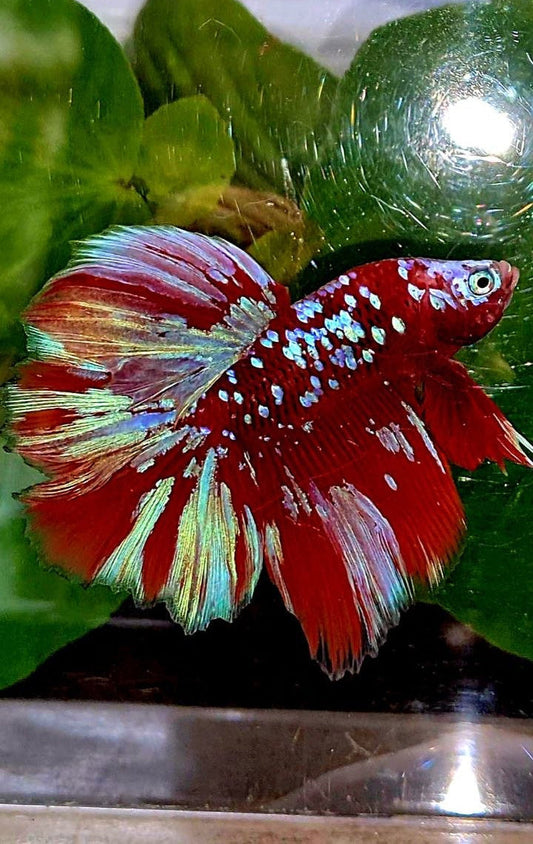LUXURY HALFMOON ROSETAIL RED PURPLE SUPER GALAXY RGG BETTA FISH