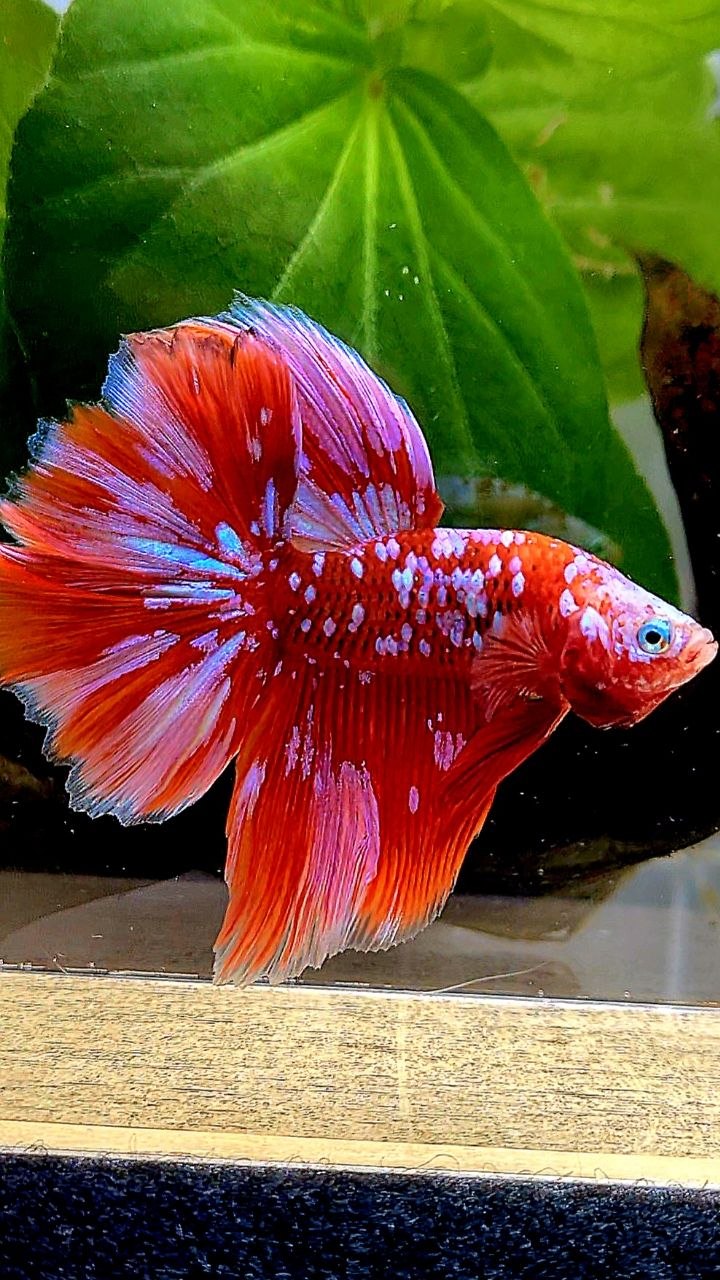 LUXURY HALFMOON ROSETAIL RED PURPLE SUPER GALAXY RGG BETTA FISH