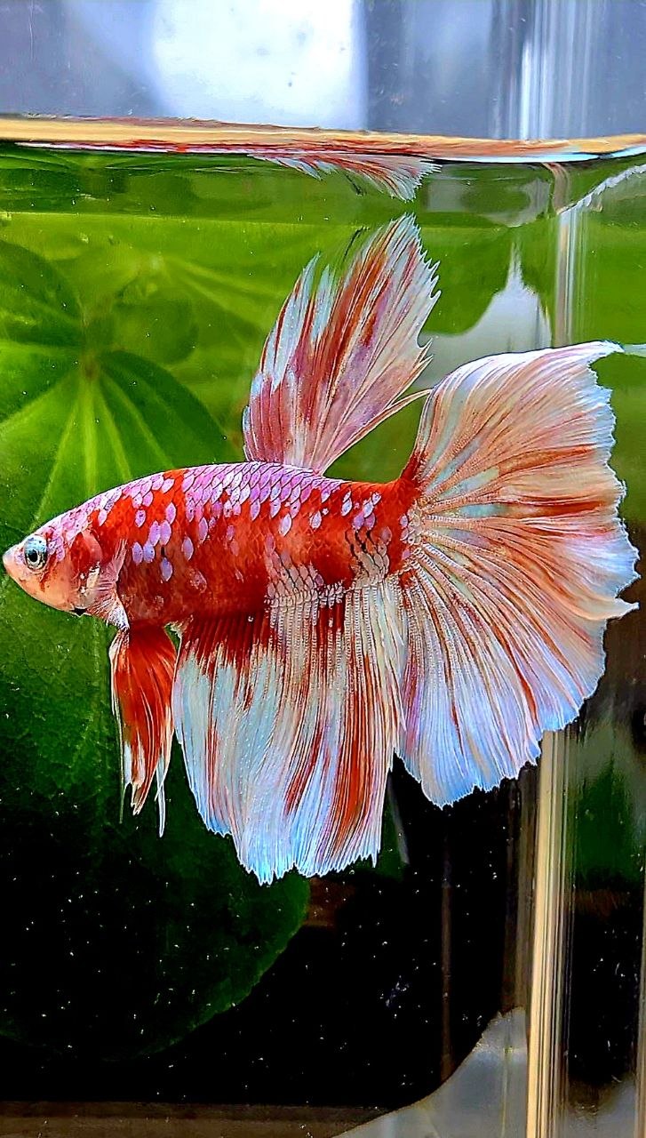 HALFMOON ROSETAIL BARONGSAI RED WHITE GALAXY BETTA FISH