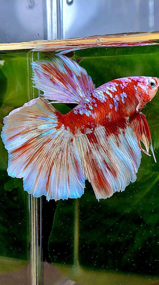 HALFMOON ROSETAIL BARONGSAI RED WHITE GALAXY BETTA FISH