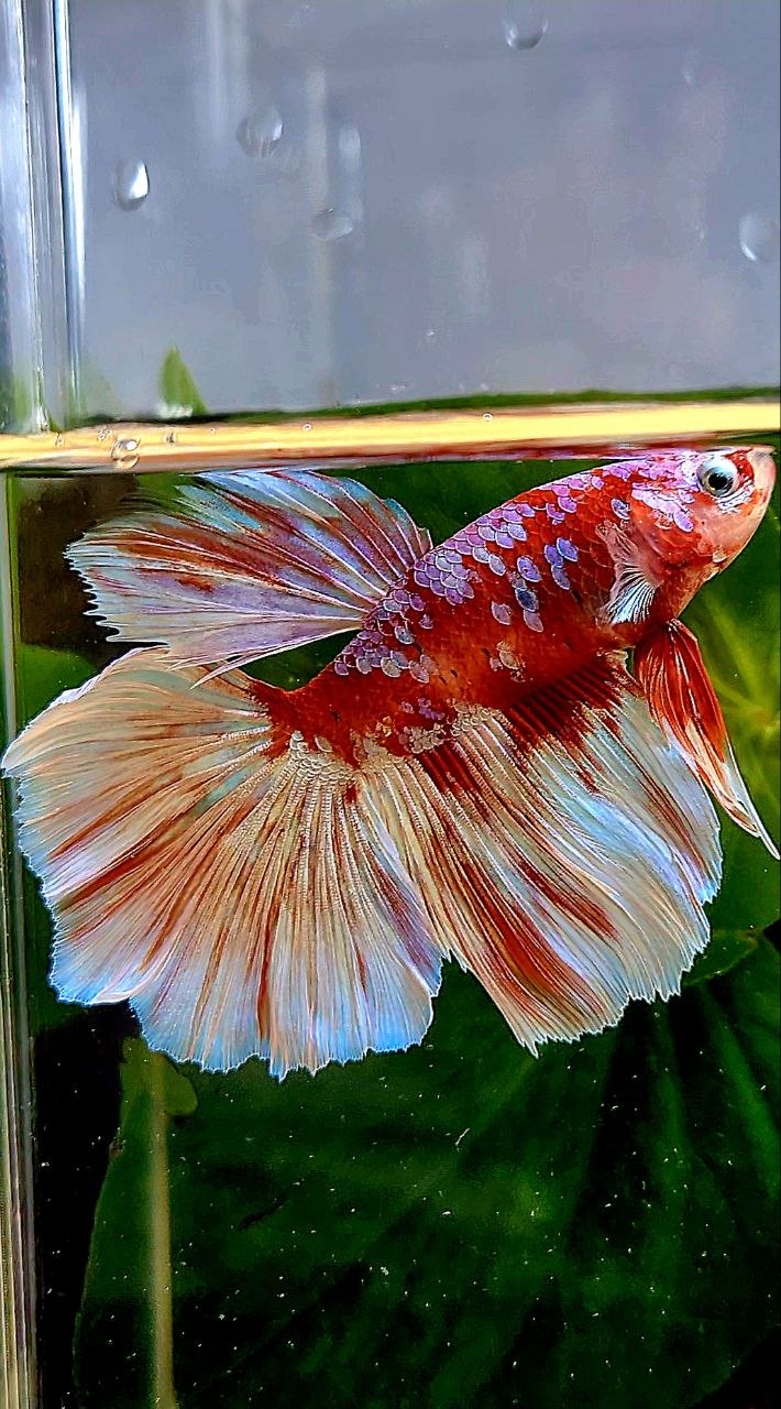HALFMOON ROSETAIL BARONGSAI RED WHITE GALAXY BETTA FISH