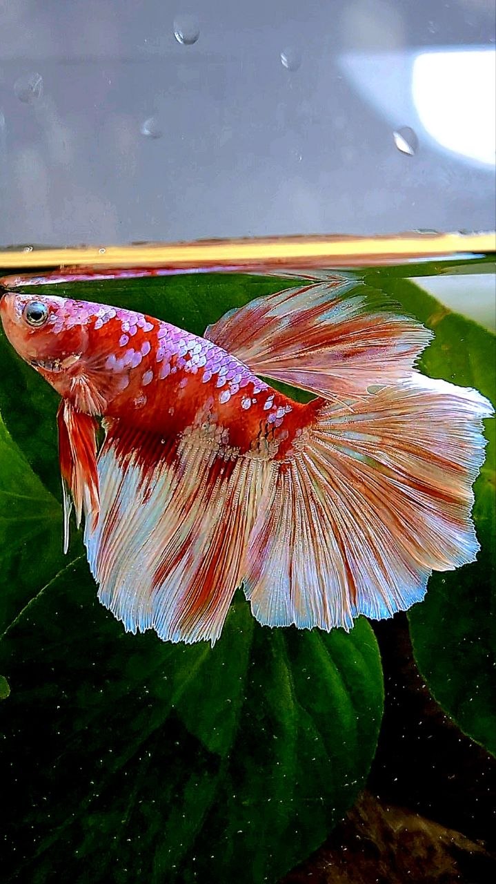 HALFMOON ROSETAIL BARONGSAI RED WHITE GALAXY BETTA FISH
