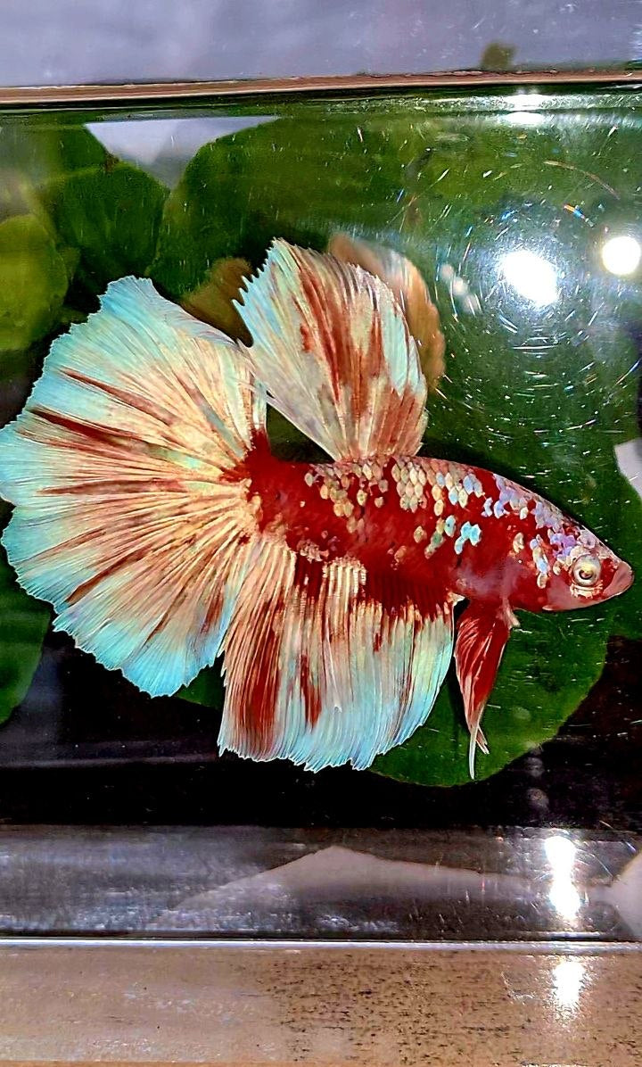 HALFMOON ROSETAIL BARONGSAI RED WHITE GALAXY BETTA FISH