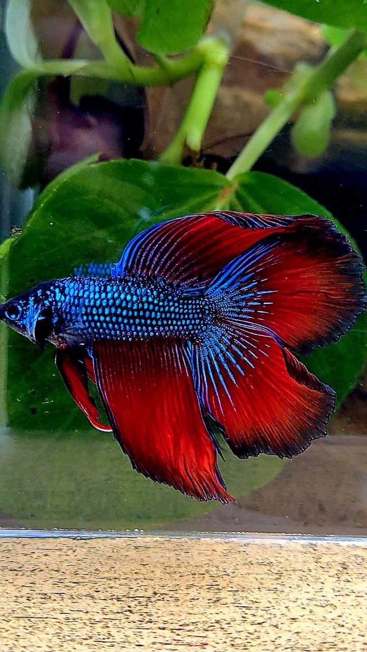 LUXURY HALFMOON DOUBLE TAIL RED IMBELIS HYBRID WILD BETTA FISH