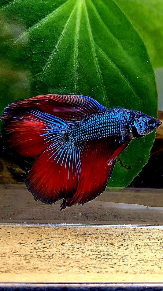 LUXURY HALFMOON DOUBLE TAIL RED IMBELIS HYBRID WILD BETTA FISH