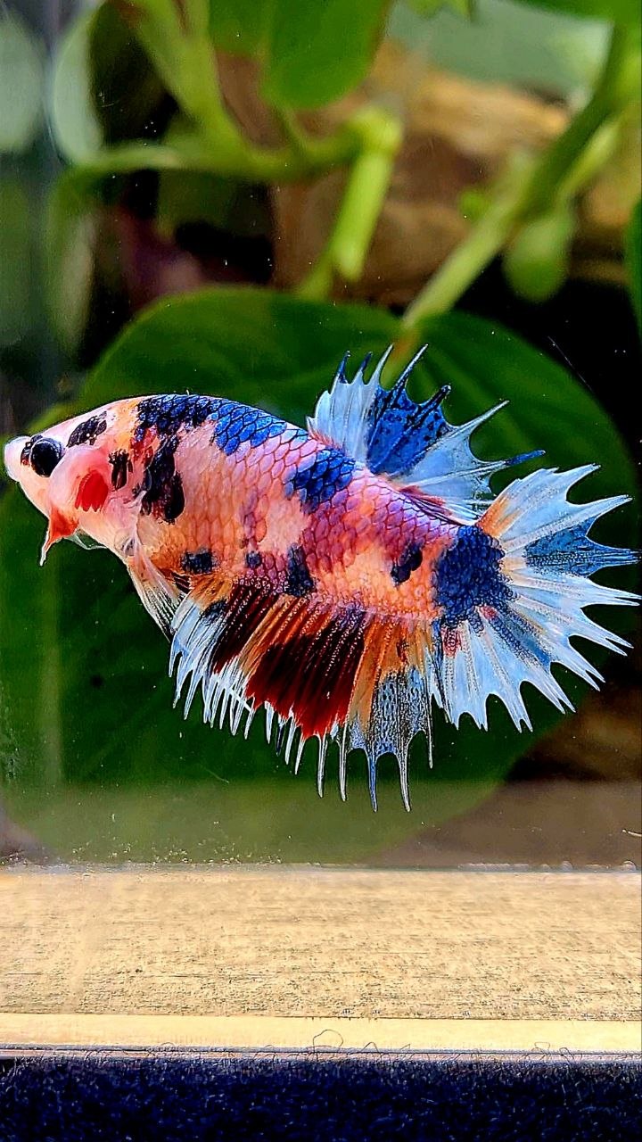 CROWNTAIL PLAKAT CANDY MULTICOLOR BETTA FISH