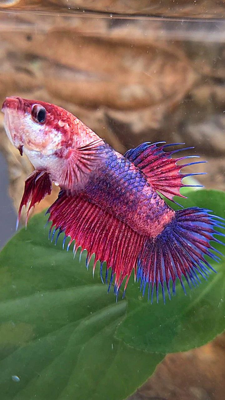 2 FISH FEMALE CROWNTAIL PURPLE FANCY & FEMALE HALFMOON DUMBO EAR WHITE UNICORN BETTA FISH