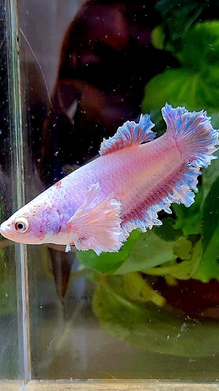 2 FISH KING FEATHER TAIL HALFMOON PURPLE BUTTERFLY & FEMALE KING FEATHER TAIL DUMBO EAR BETTA FISH