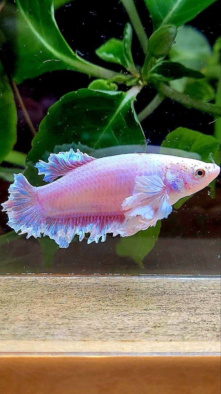 2 FISH KING FEATHER TAIL HALFMOON PURPLE BUTTERFLY & FEMALE KING FEATHER TAIL DUMBO EAR BETTA FISH