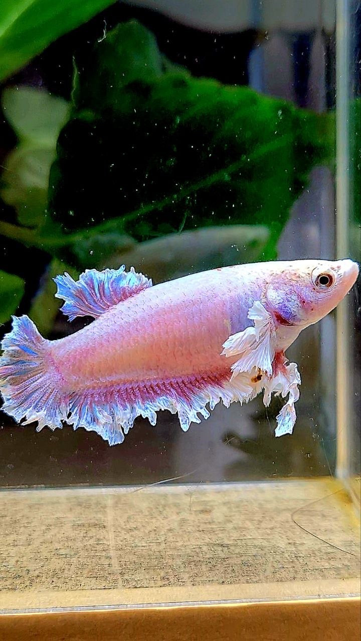 2 FISH KING FEATHER TAIL HALFMOON PURPLE BUTTERFLY & FEMALE KING FEATHER TAIL DUMBO EAR BETTA FISH