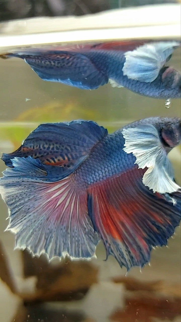 HALFMOON SUPER DUMBO EAR ROSETAIL BLUE PURPLE BETTA FISH