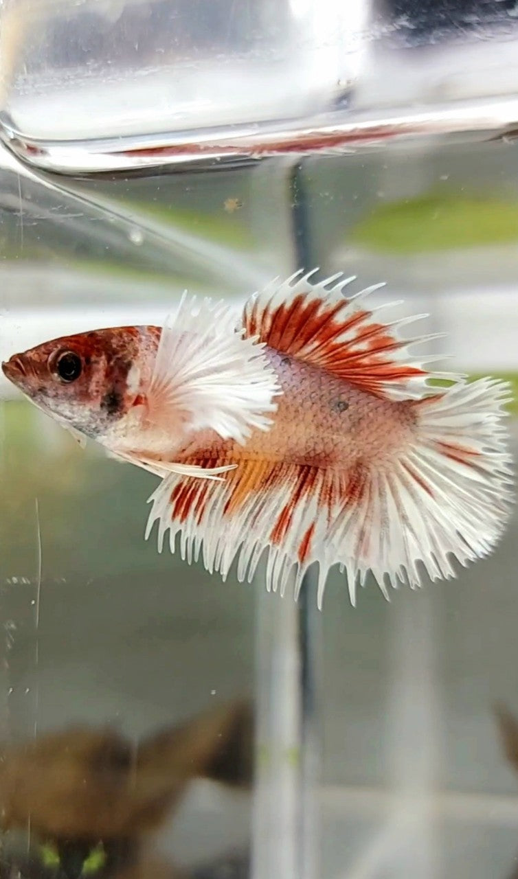 FEMALE CROWNTAIL DUMBO EAR ORANGE COPPER MULTICOLOR BETTA FISH
