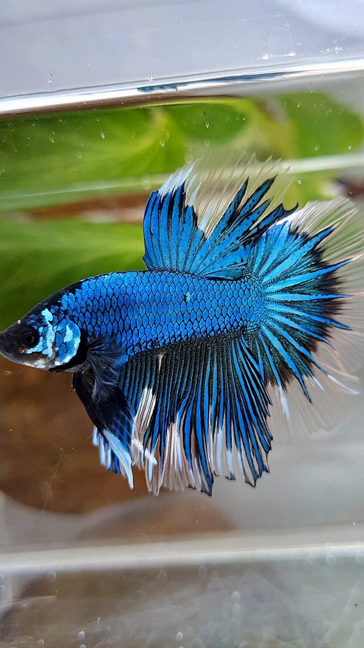 HALFMOON ROSETAIL BLUE GREEN METTALIC BUTTERFLY BETTA FISH