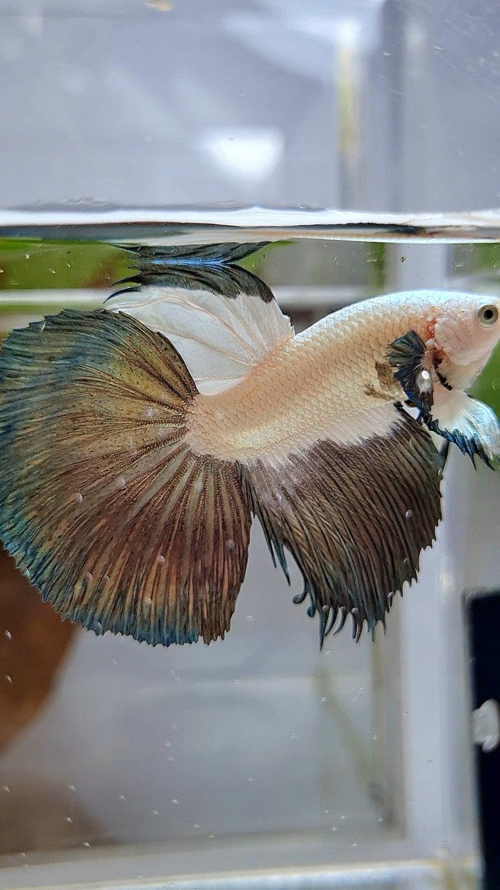LUXURY HALFMOON COPPER RIM BICOLOR BETTA FISH