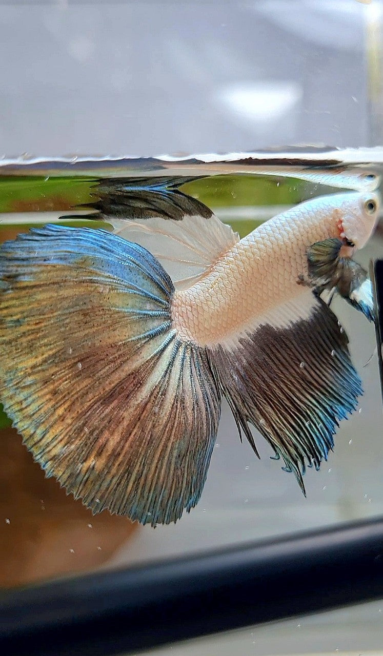 LUXURY HALFMOON COPPER RIM BICOLOR BETTA FISH