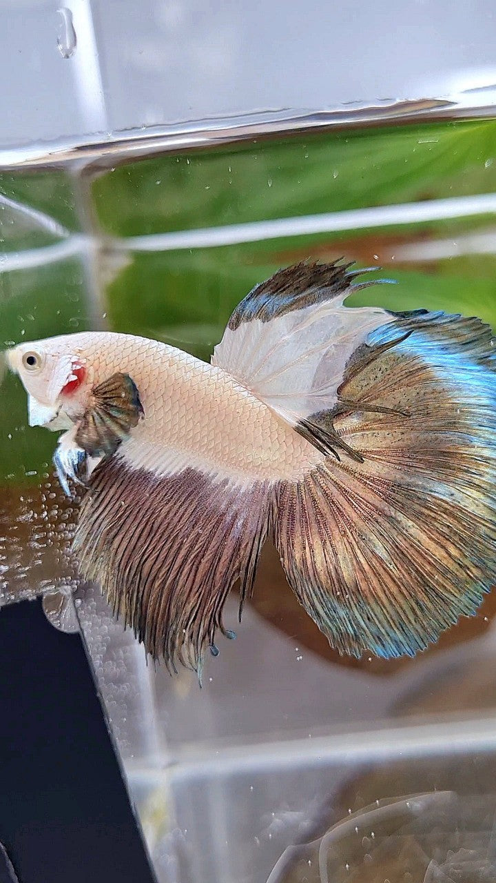 LUXURY HALFMOON COPPER RIM BICOLOR BETTA FISH