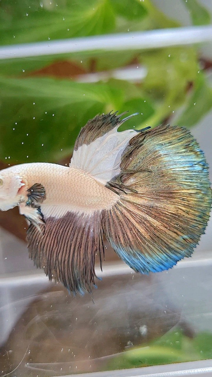 LUXURY HALFMOON COPPER RIM BICOLOR BETTA FISH