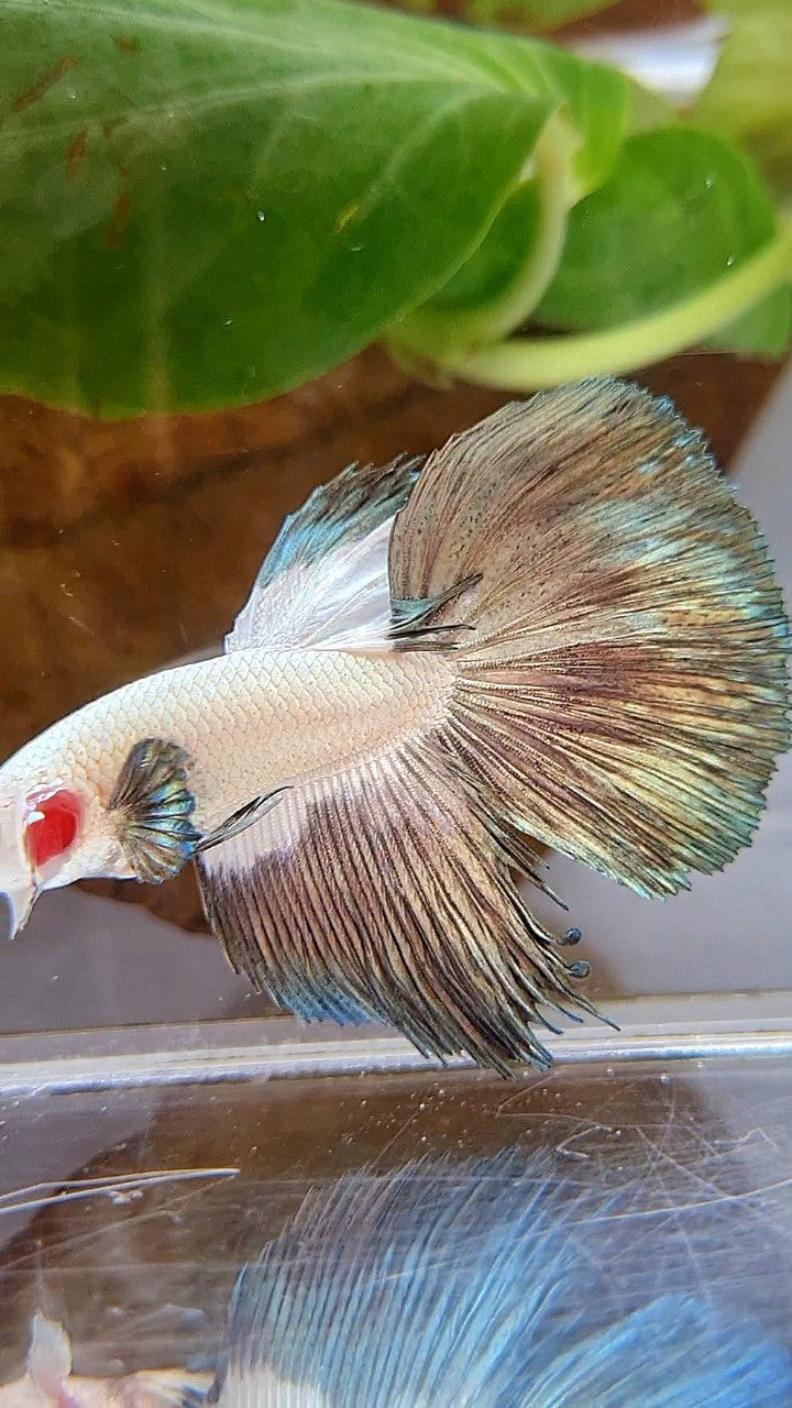 LUXURY HALFMOON COPPER RIM BICOLOR BETTA FISH