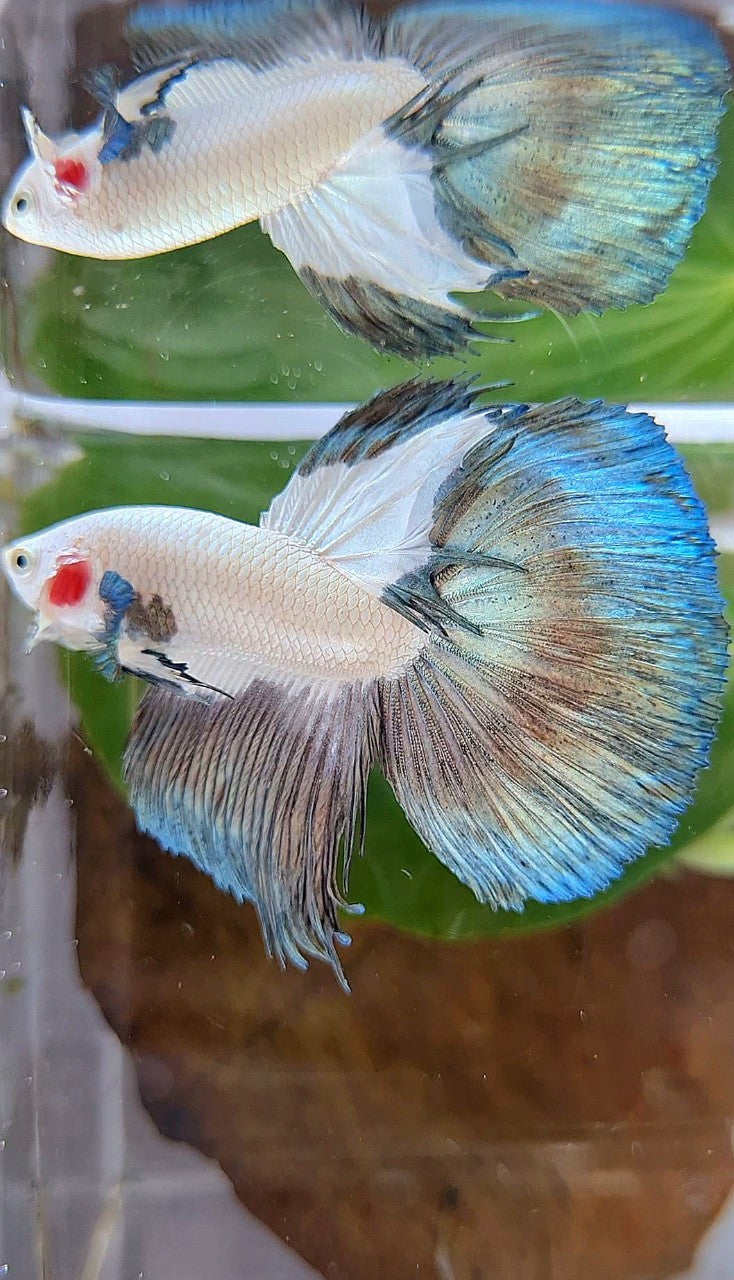 LUXURY HALFMOON COPPER RIM BICOLOR BETTA FISH