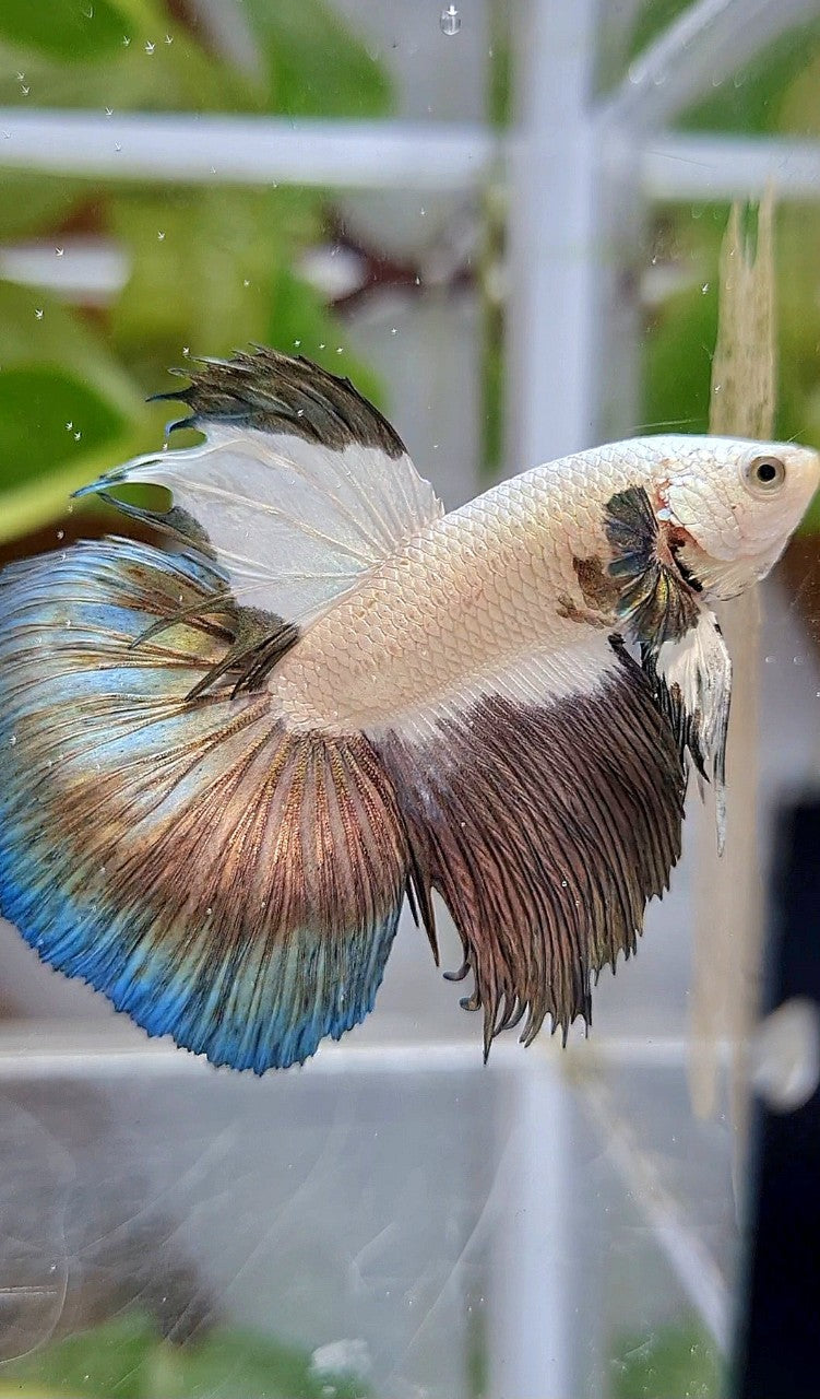 LUXURY HALFMOON COPPER RIM BICOLOR BETTA FISH