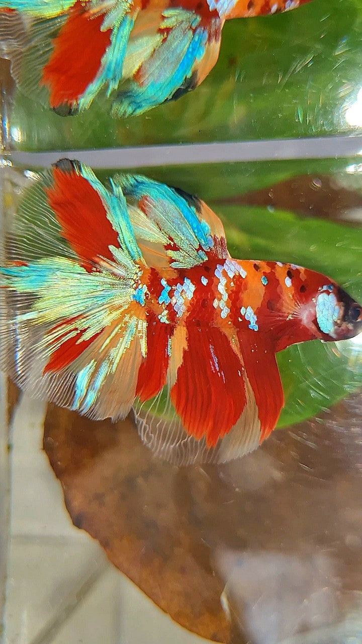 HALFMOON ROSETAIL RED ORANGE GALAXY MULTICOLOR BETTA FISH